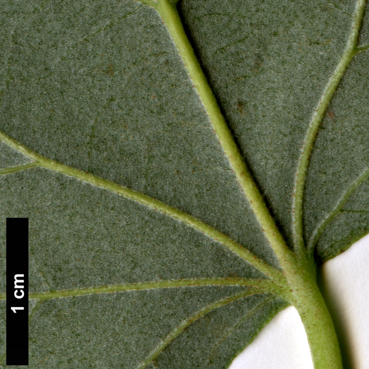 High resolution image: Family: Malvaceae - Genus: Tilia - Taxon: 'Hillieri' (T.cordata × T.tomentosa)